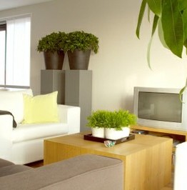 ¿Cómo decorar con plantas un apartamento?