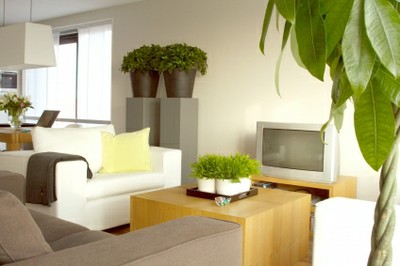 ¿Cómo decorar con plantas un apartamento?