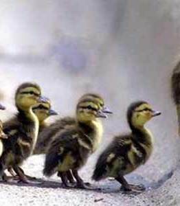 ¿Sabes qué es la resilencia?