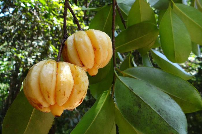 El fruto de la Garcinia Cambogia