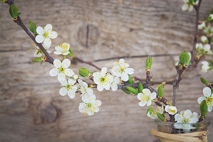 Cómo decorar con plantas secas