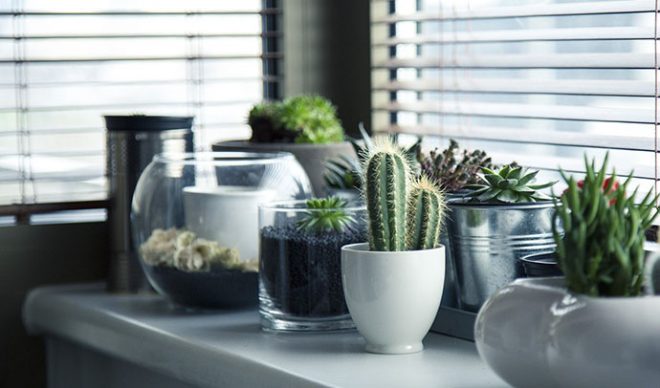 Ideas para decorar con cactus y terrarios