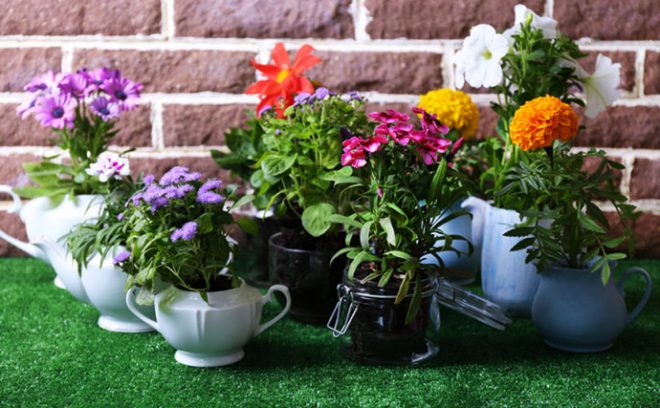 Consejos para decorar con plantas naturalas